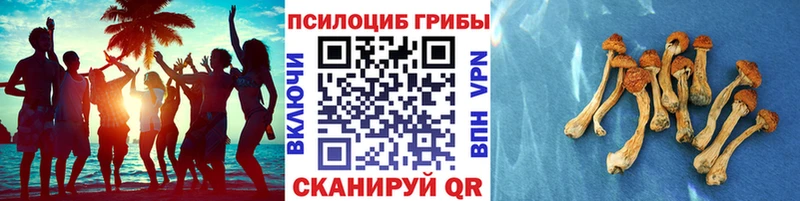 Псилоцибиновые грибы мицелий Бутурлиновка